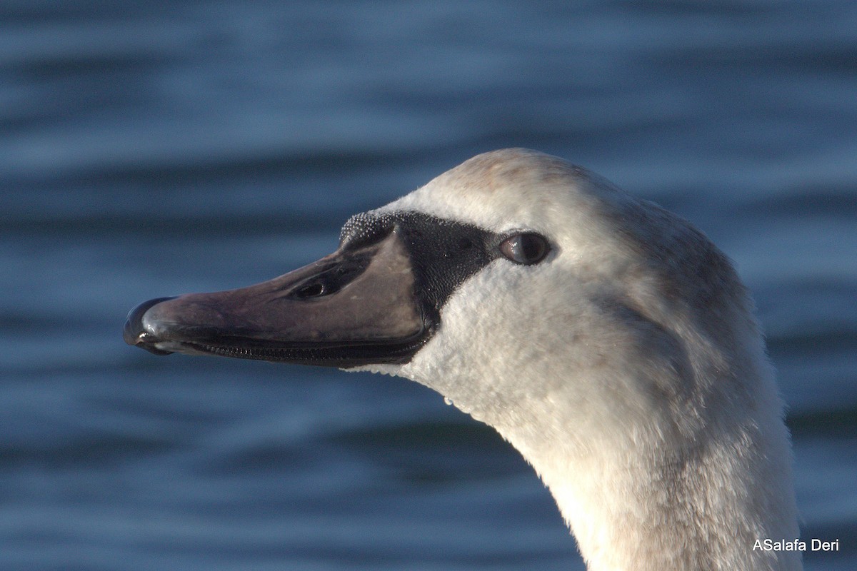 Mute Swan - ML299649201