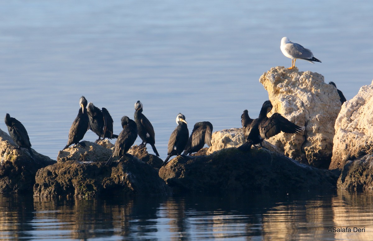 Great Cormorant (Eurasian) - Fanis Theofanopoulos (ASalafa Deri)