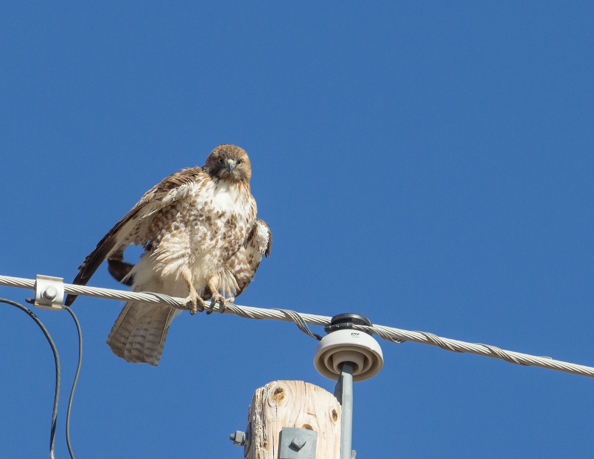 Red-tailed Hawk - ML299650081