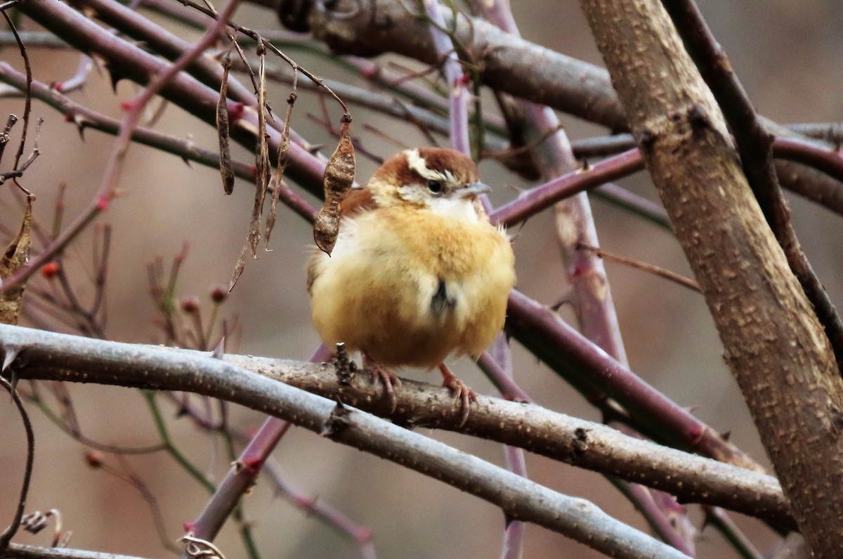 Carolina Wren - ML299652331