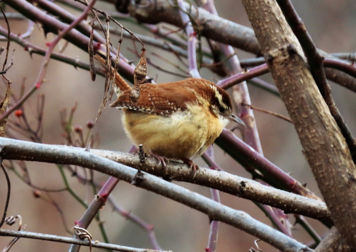 Carolina Wren - ML299652451