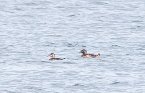 White-winged Scoter - ML299653911