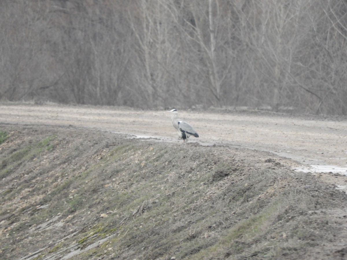 Gray Heron - ML299654301