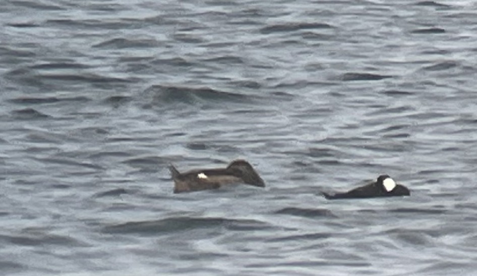 White-winged Scoter - ML299655221