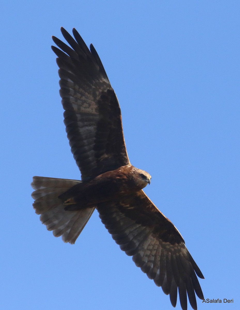 Western Marsh Harrier - ML299655331