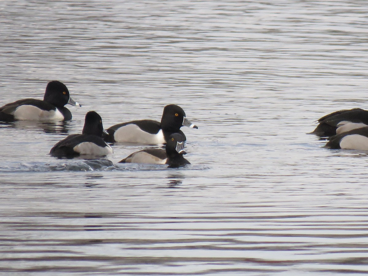 Ring-necked Duck - Jim Dillon