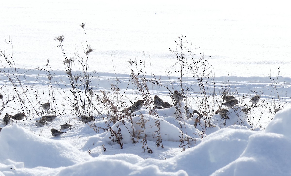 Redpoll (Common) - ML299656971
