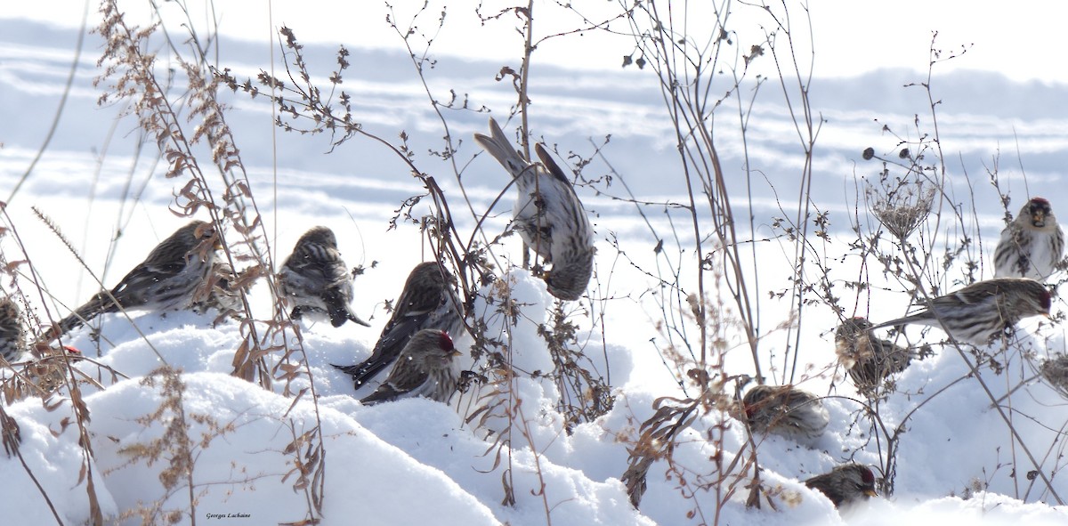 Redpoll (Common) - ML299656981