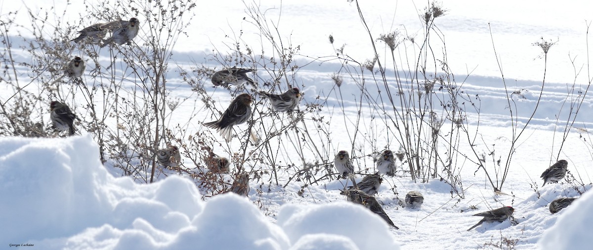 Redpoll (Common) - ML299657001
