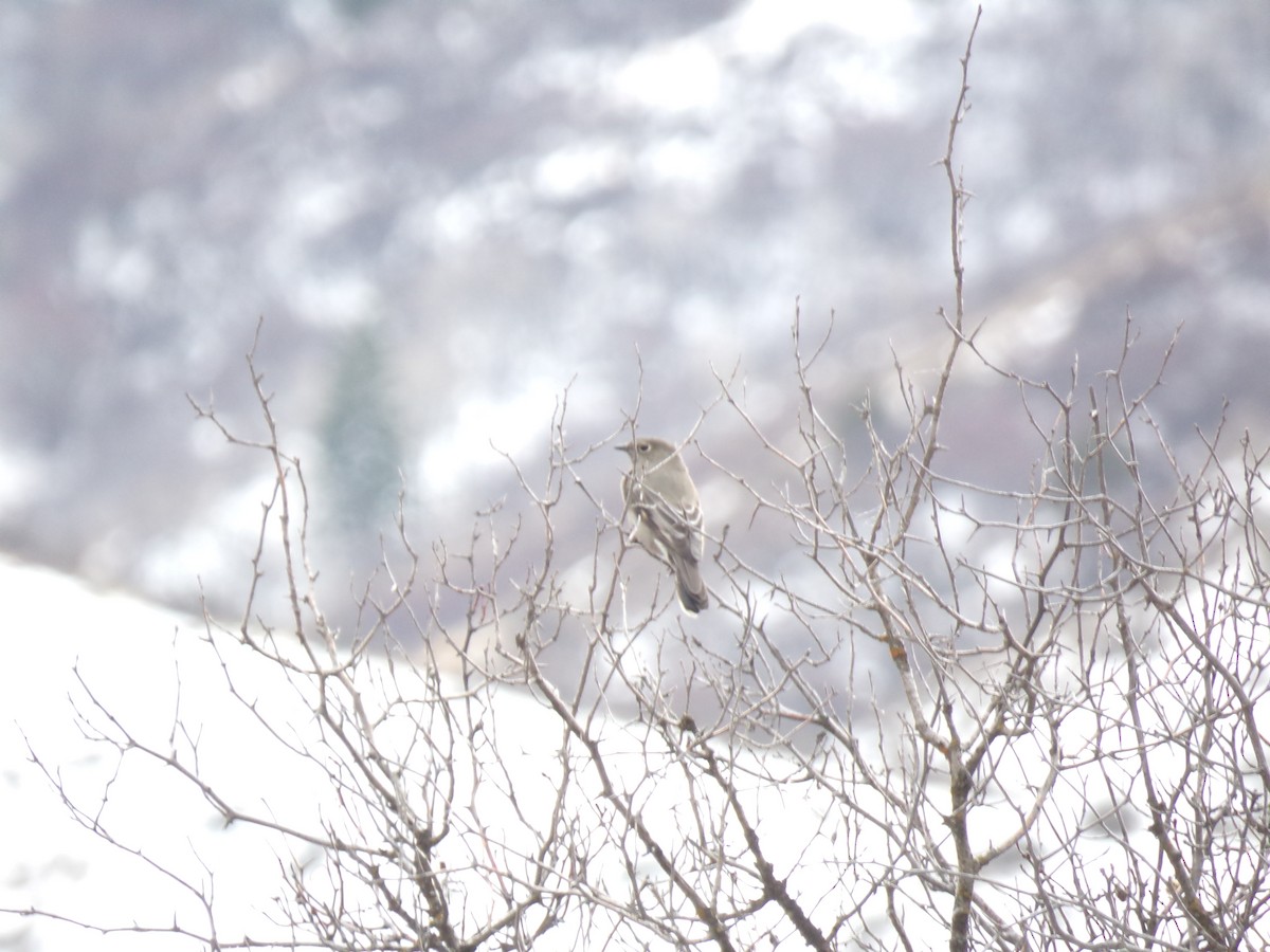 Townsend's Solitaire - ML299658031