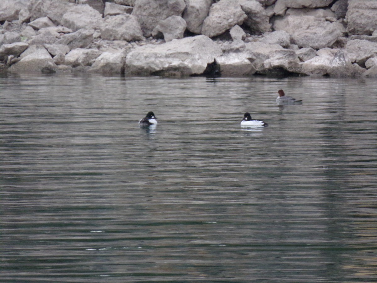 Common Goldeneye - ML299658311