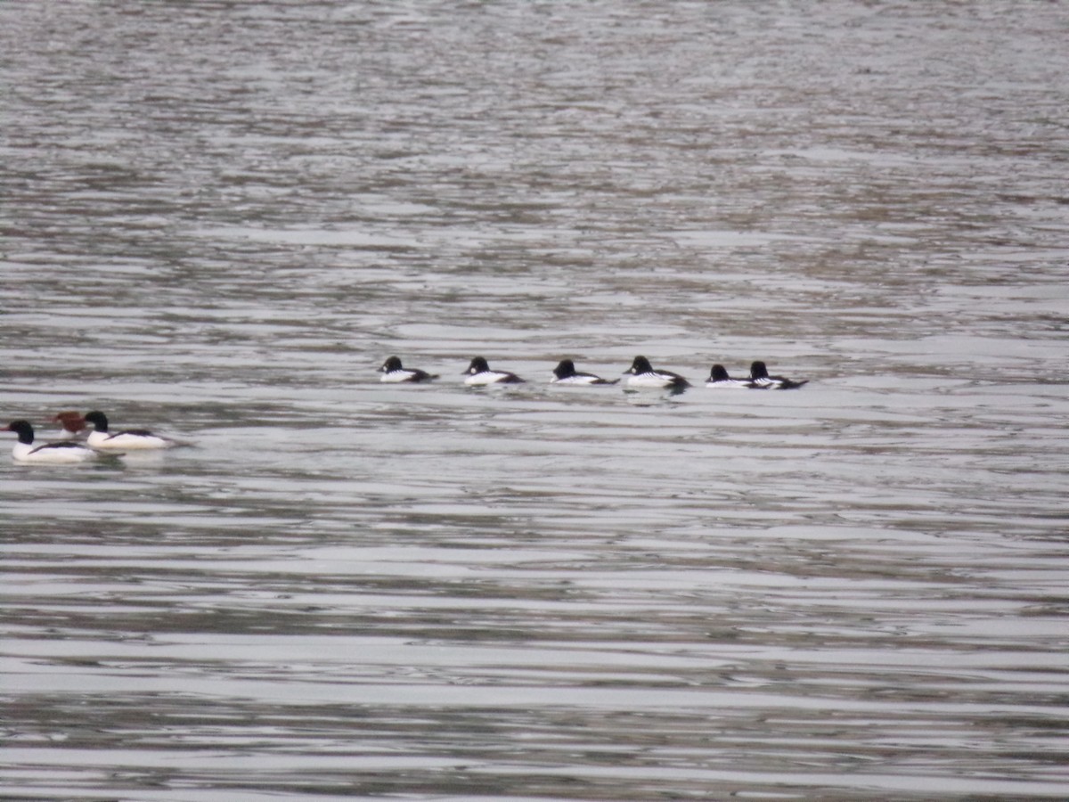 Common Goldeneye - ML299658321