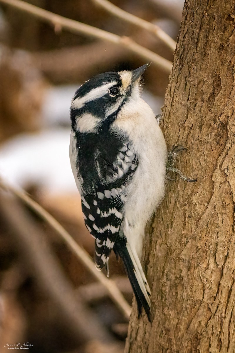 Downy Woodpecker - ML299659521