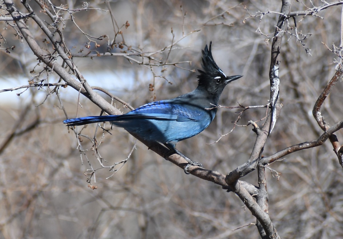 Steller's Jay - ML299661521