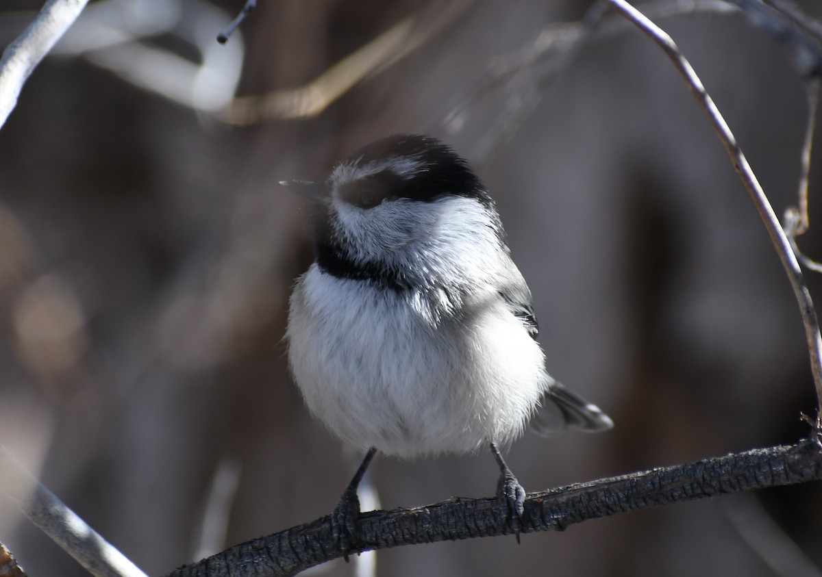 Mountain Chickadee - ML299661921