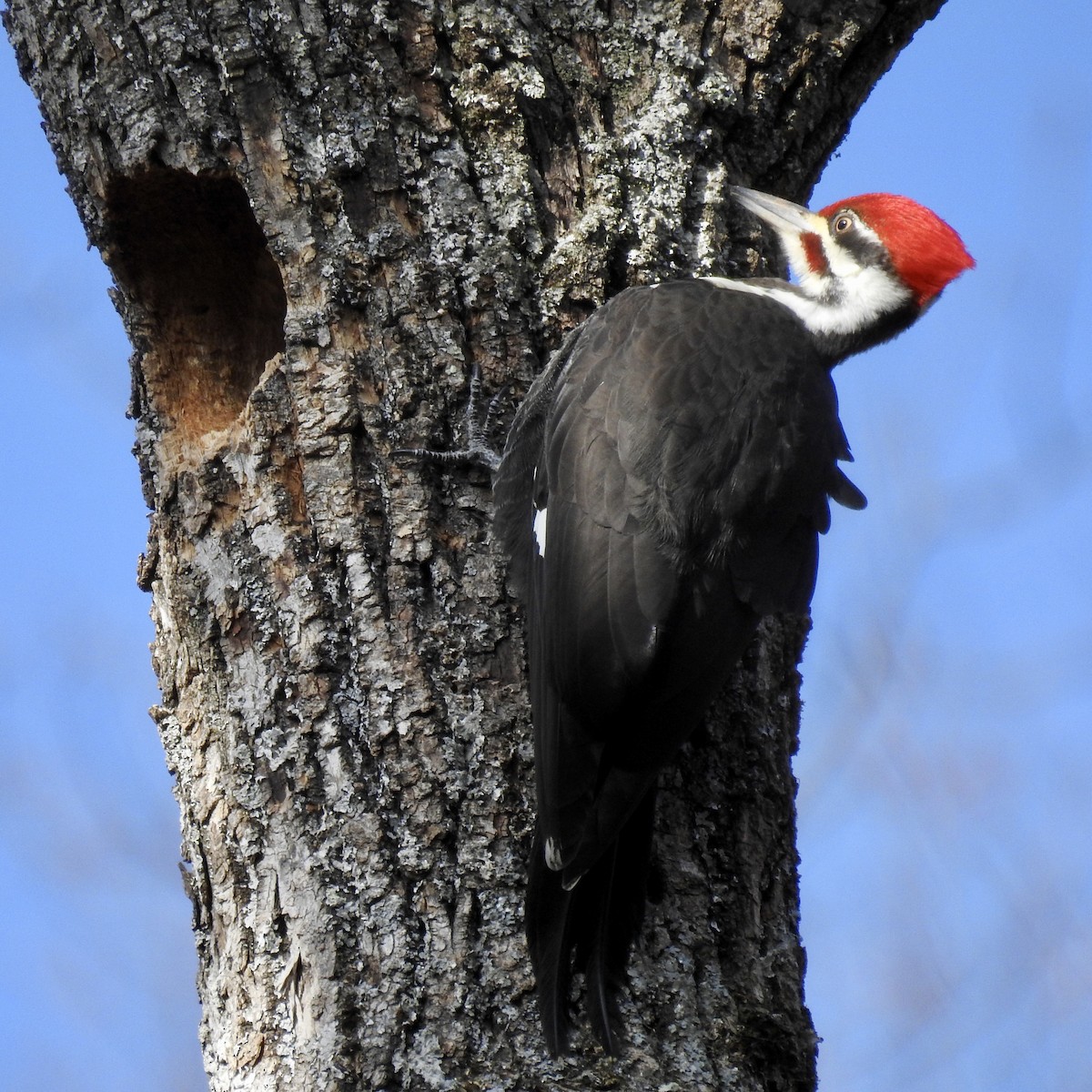 Pileated Woodpecker - ML299664011
