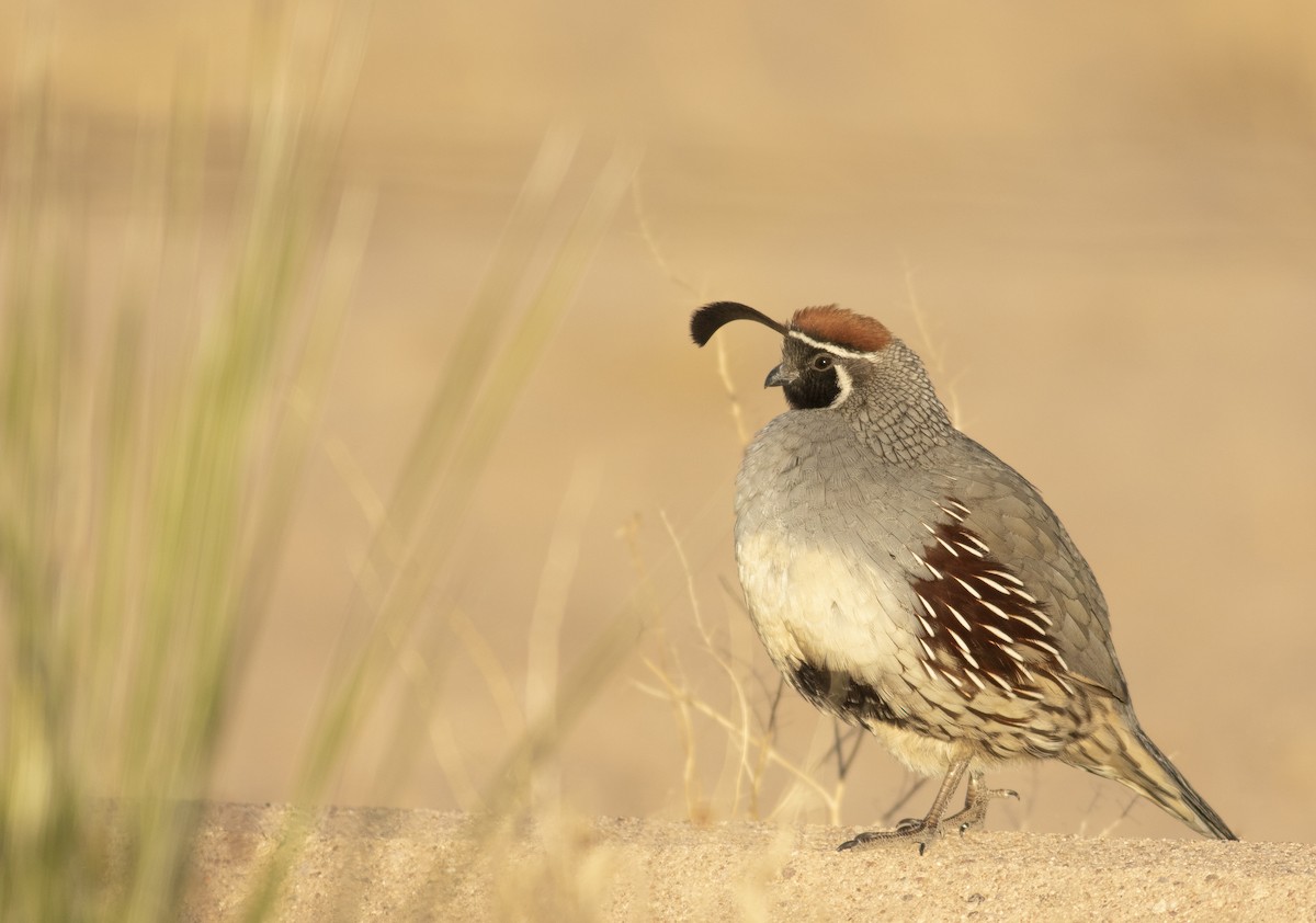Gambel's Quail - ML299664031