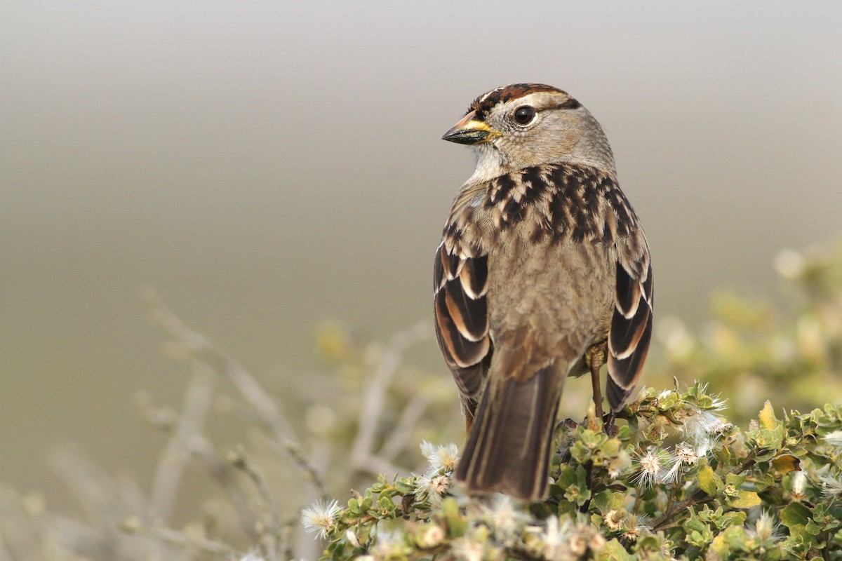 White-crowned Sparrow (Yellow-billed) - Evan Lipton
