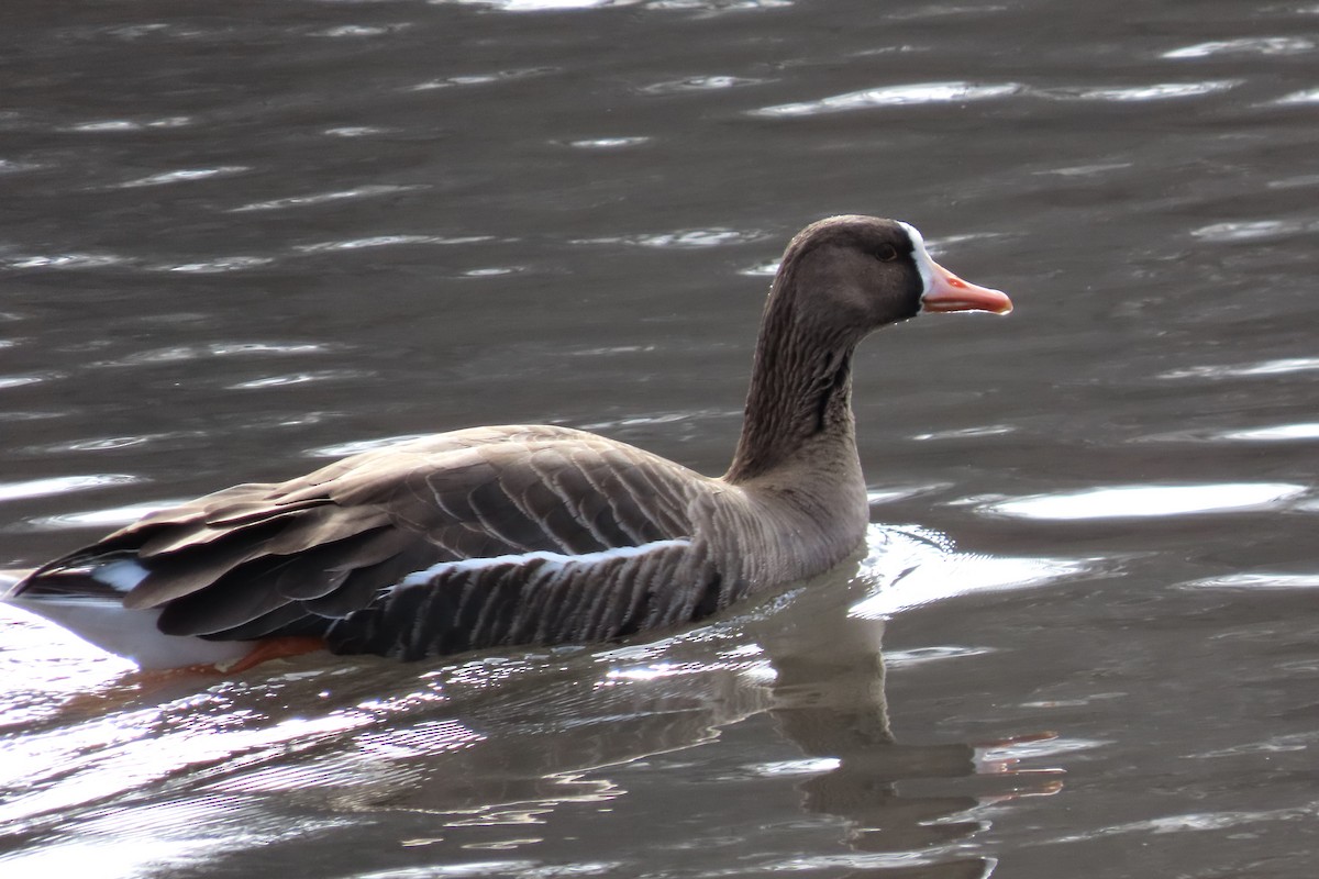 Greater White-fronted Goose - Micky Louis