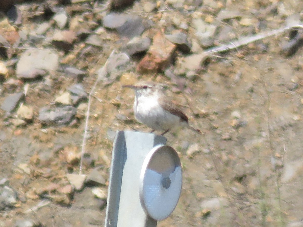 Rock Wren - ML29966721