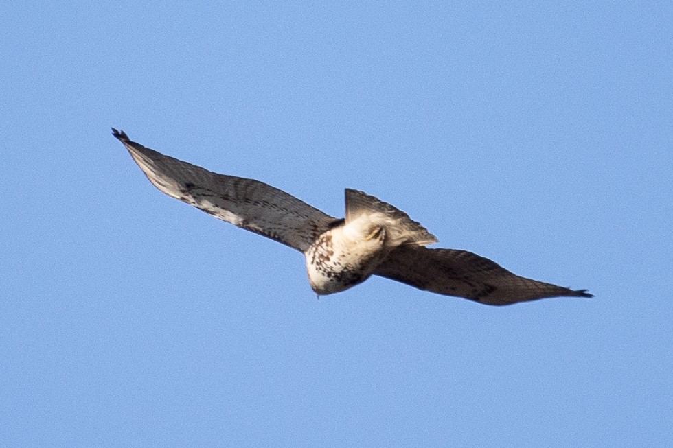 Red-tailed Hawk (borealis) - ML299670921