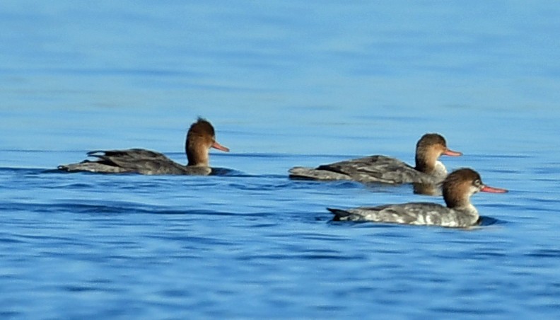 Red-breasted Merganser - ML299671691