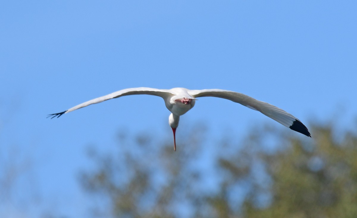 ibis bílý - ML299672591