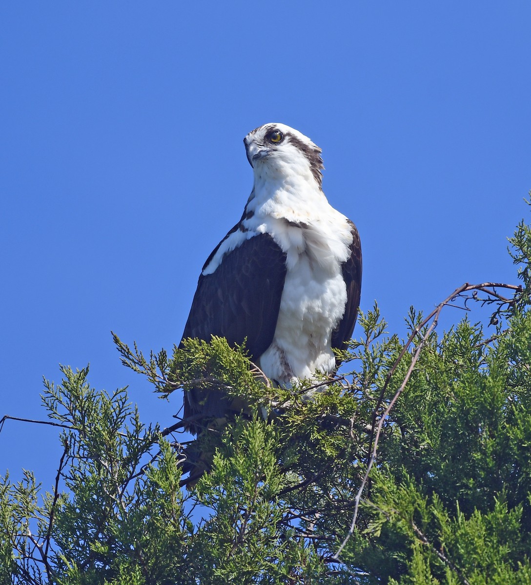 Osprey - ML299672661