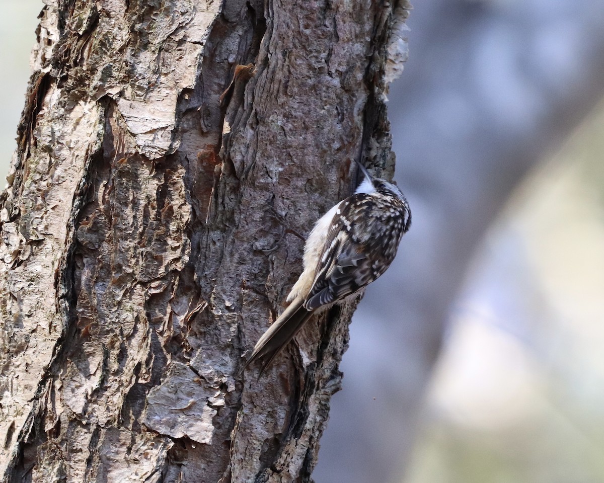 Brown Creeper - ML299672971