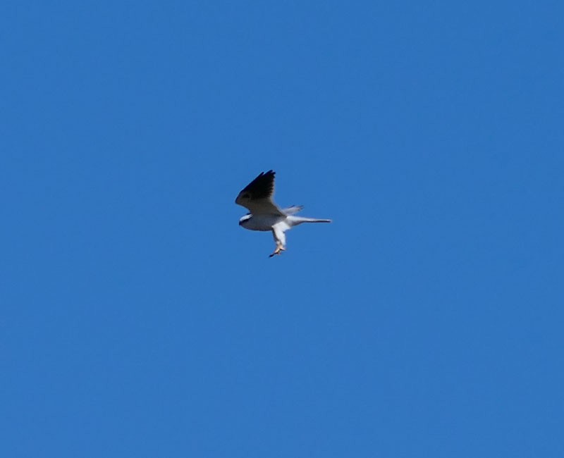 White-tailed Kite - ML299673421