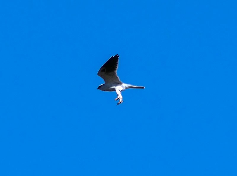 White-tailed Kite - ML299673431