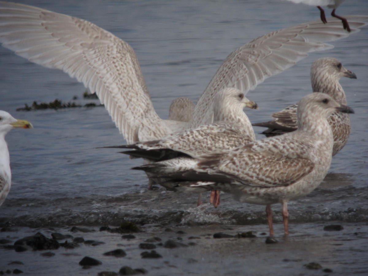 Iceland Gull (kumlieni) - ML299674601
