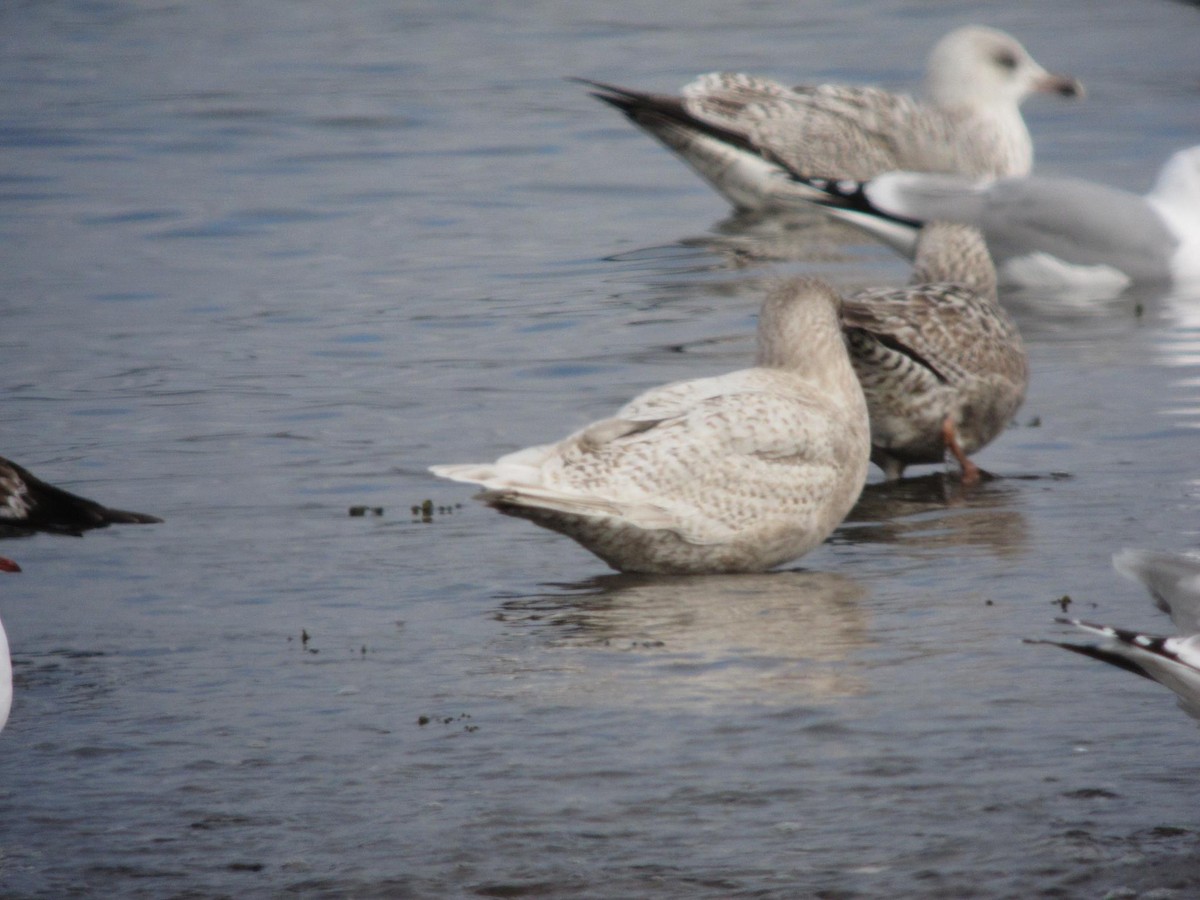 Iceland Gull (kumlieni) - ML299674611