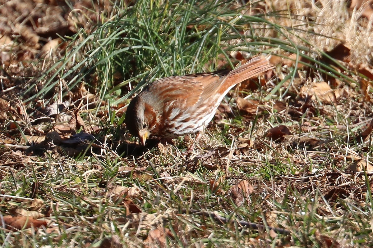 Fox Sparrow (Red) - ML299674751