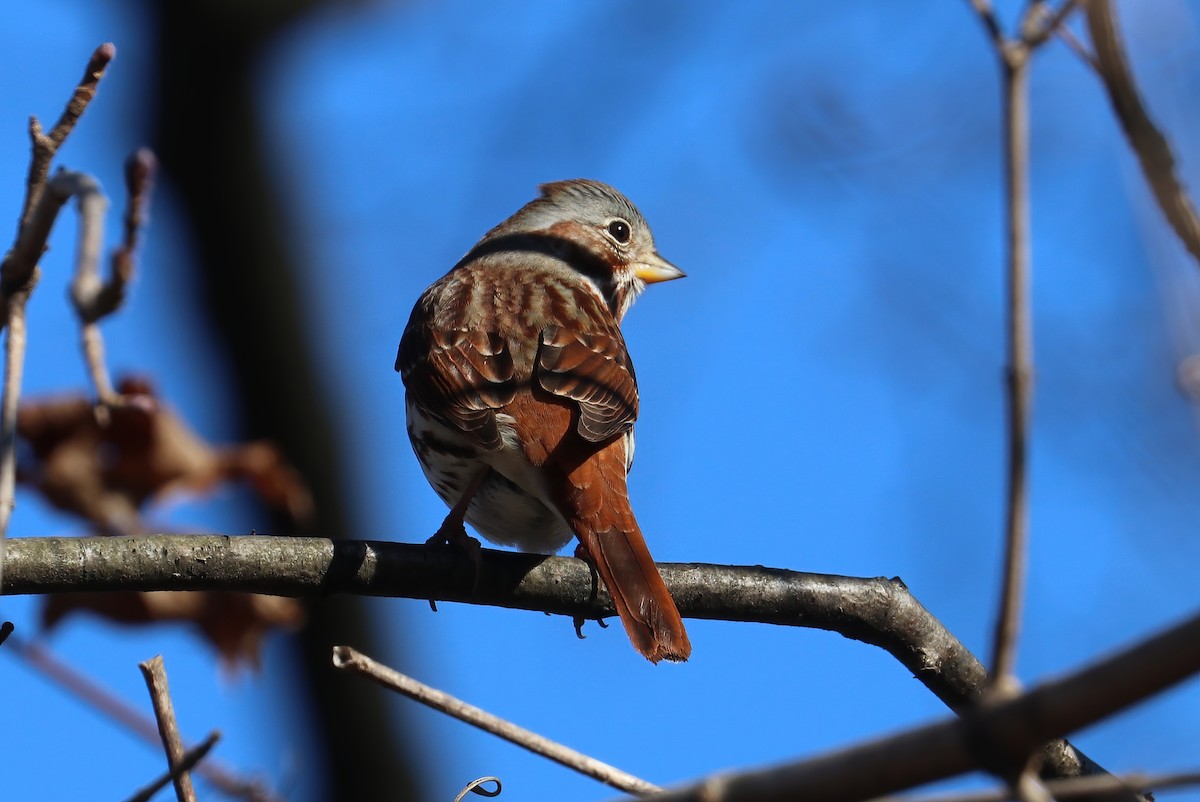 Fox Sparrow (Red) - ML299674771