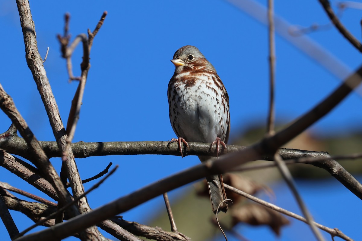 Fox Sparrow (Red) - ML299674811