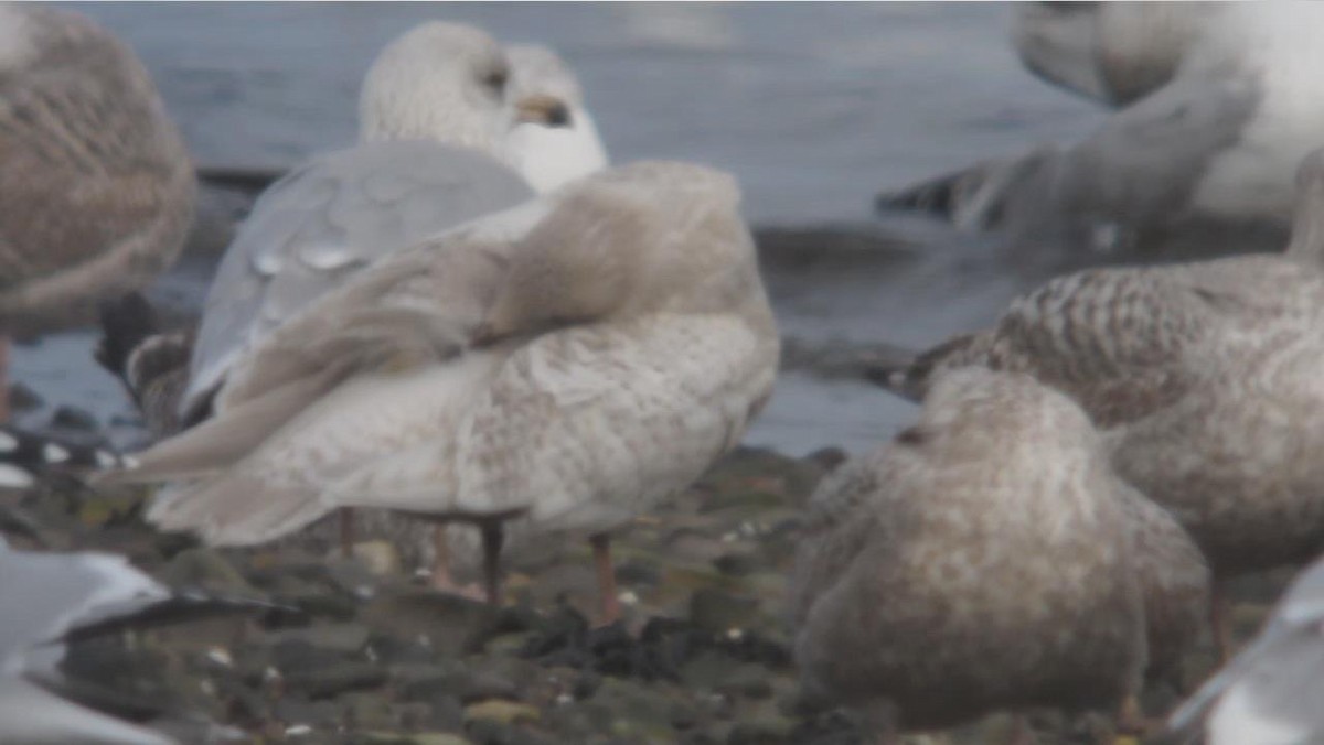 Iceland Gull (kumlieni) - ML299675701