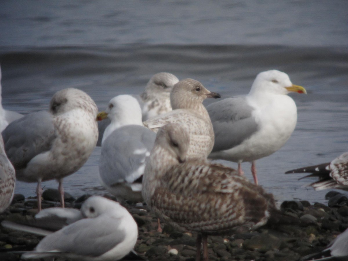 Iceland Gull (kumlieni) - ML299675721