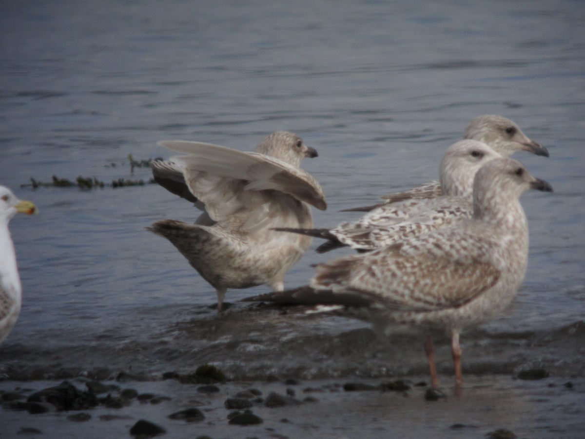 Iceland Gull (kumlieni) - ML299675731
