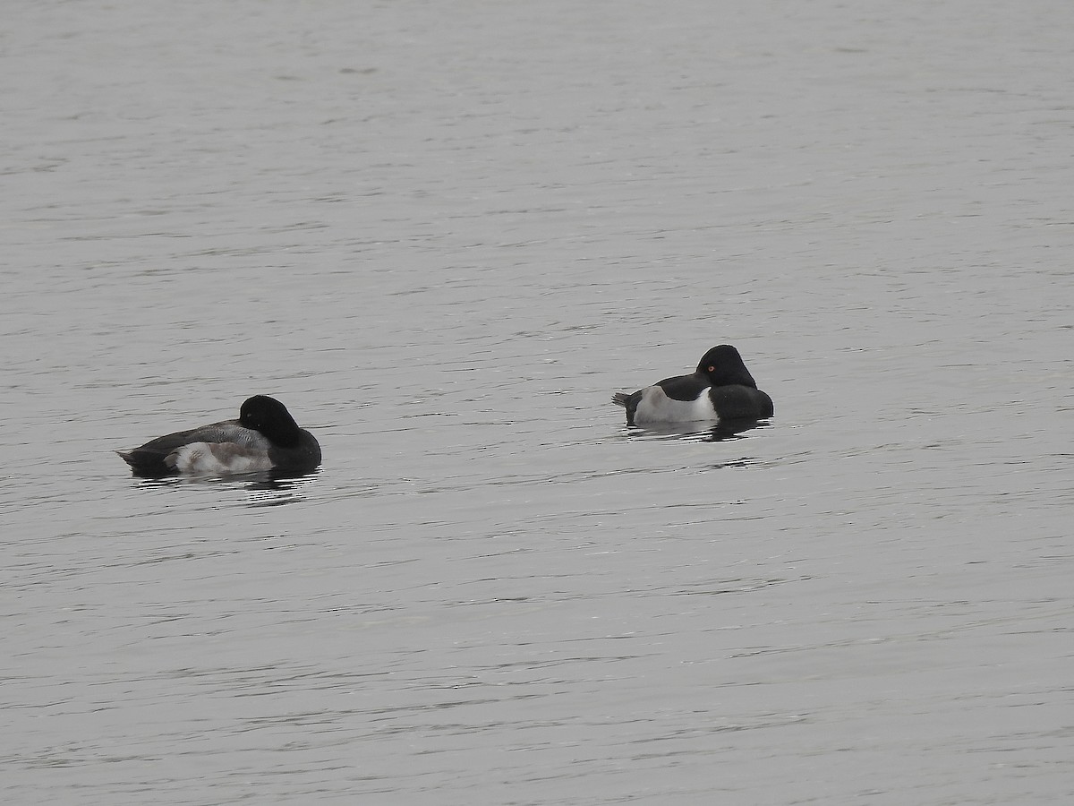 Greater Scaup - Benoît Turgeon