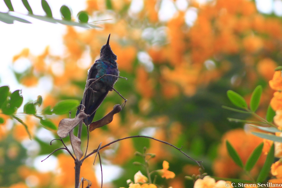 kolibřík modrolící - ML299679101