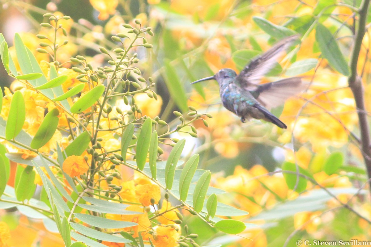 Colibrí Rutilante - ML299679111