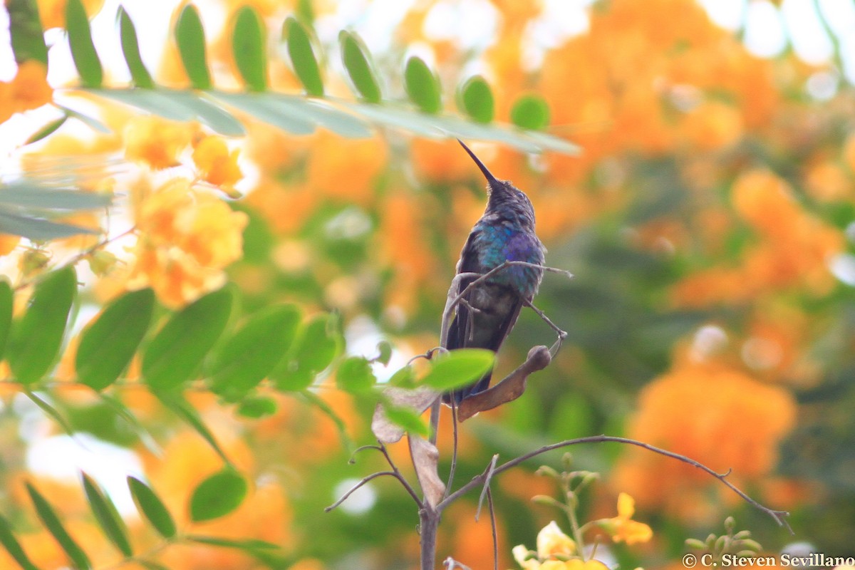 kolibřík modrolící - ML299679131