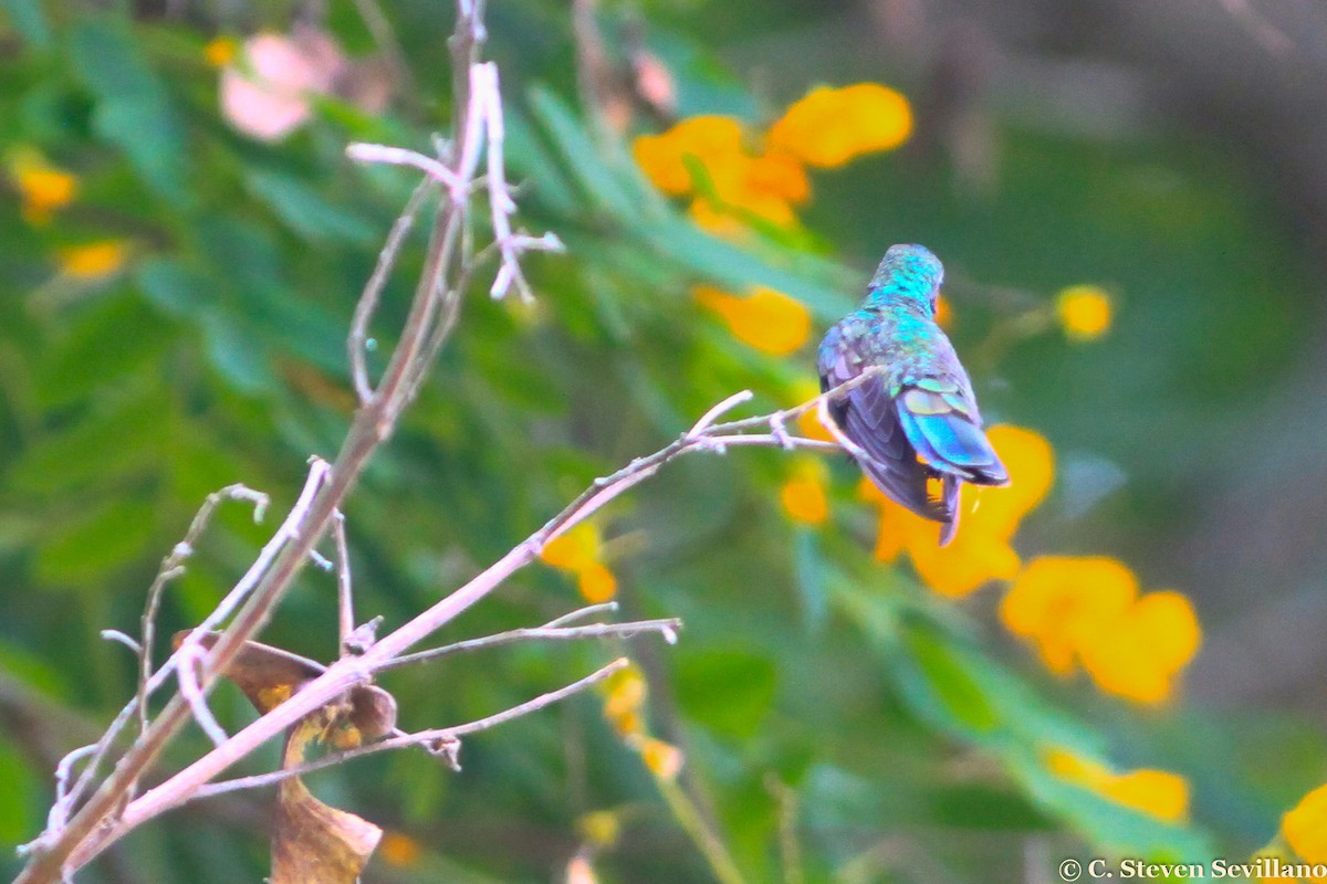 kolibřík modrolící - ML299679161
