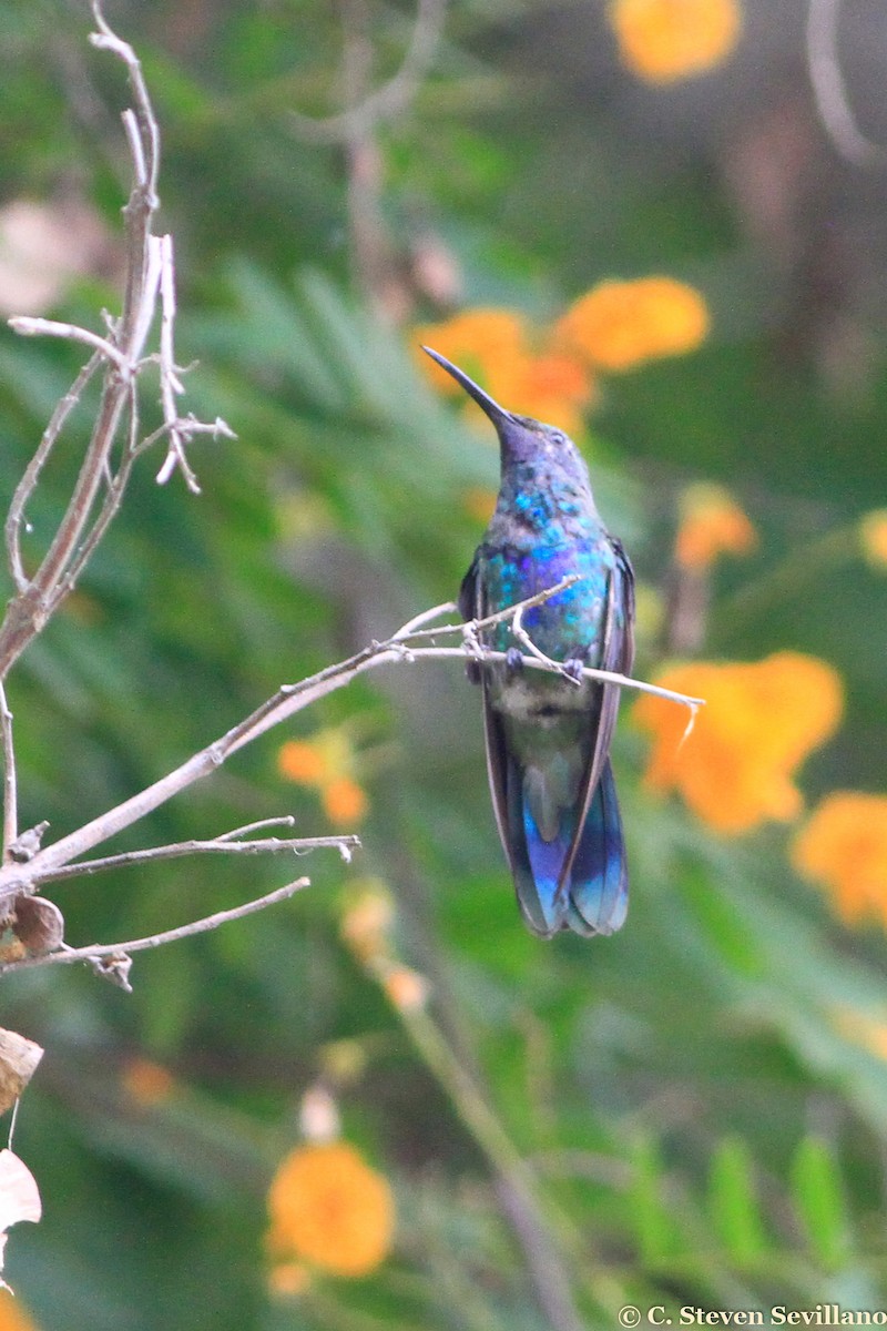 kolibřík modrolící - ML299679171