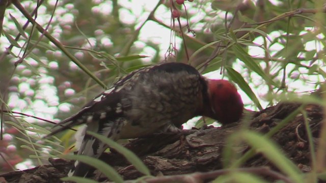 Red-naped x Red-breasted Sapsucker (hybrid) - ML299681041