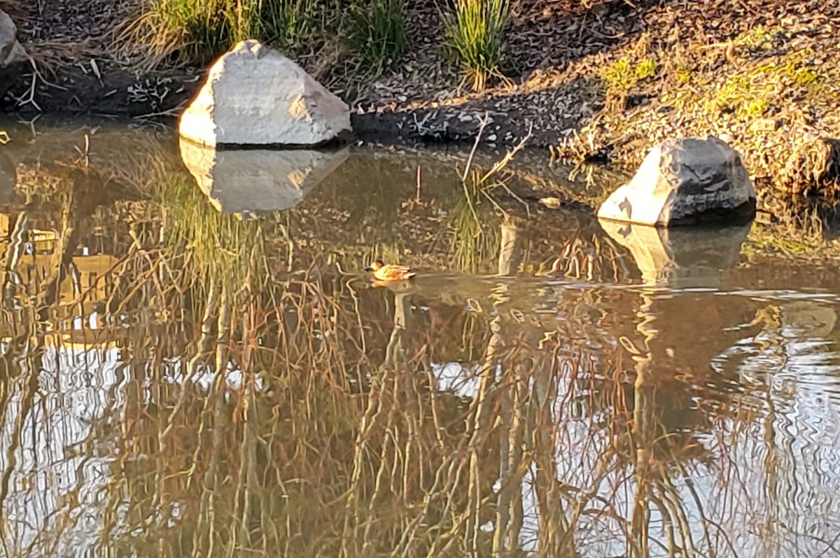 Blue-winged x Cinnamon Teal (hybrid) - Cathy Crandall