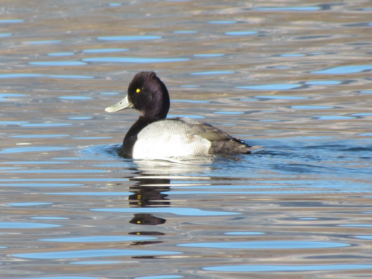 Lesser Scaup - ML299681281