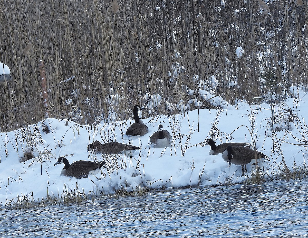 Canada Goose - Benoît Turgeon