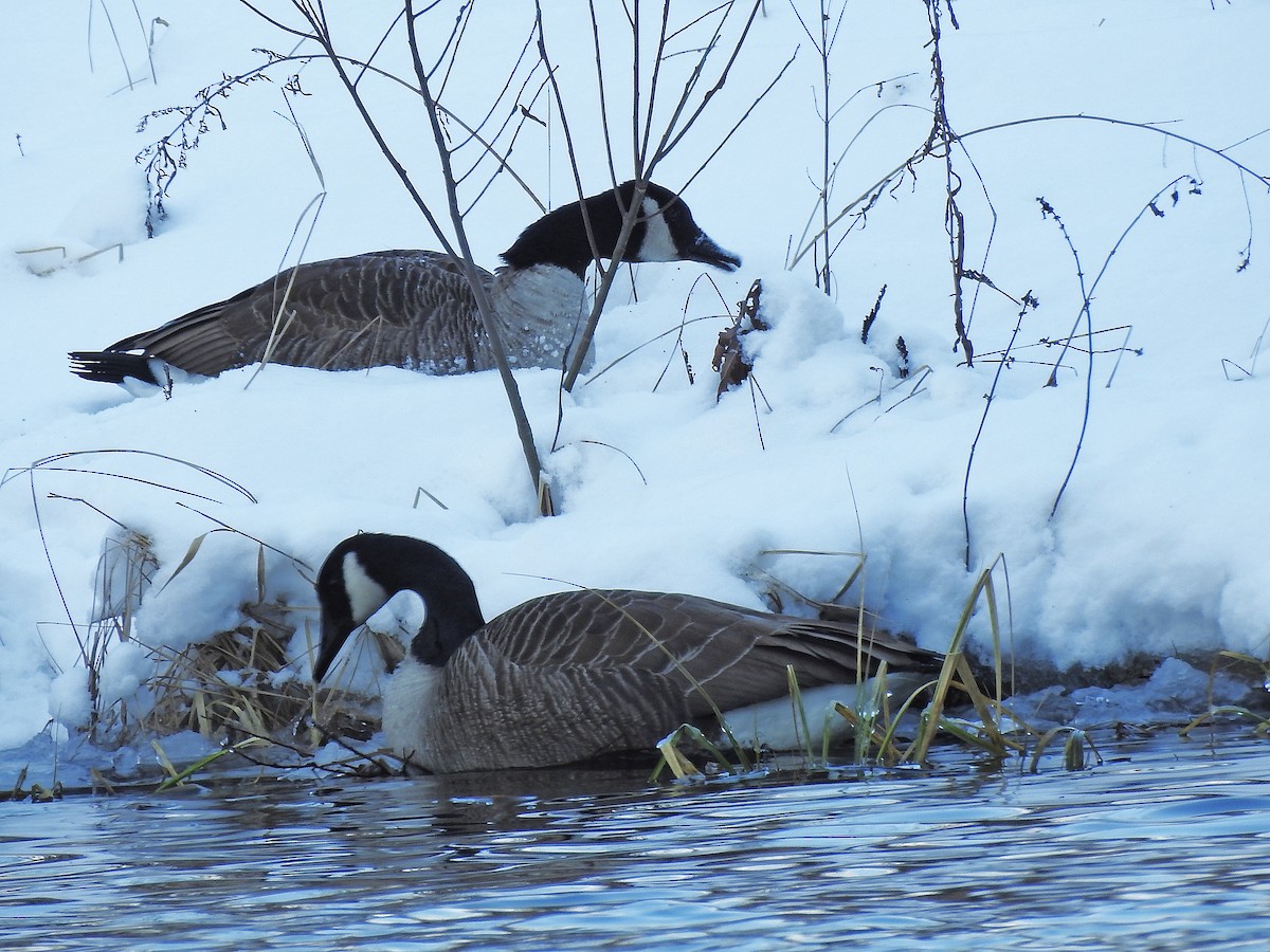 Canada Goose - ML299681711